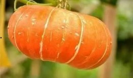 相约七夕免费吃瓜,相约免费瓜果盛宴